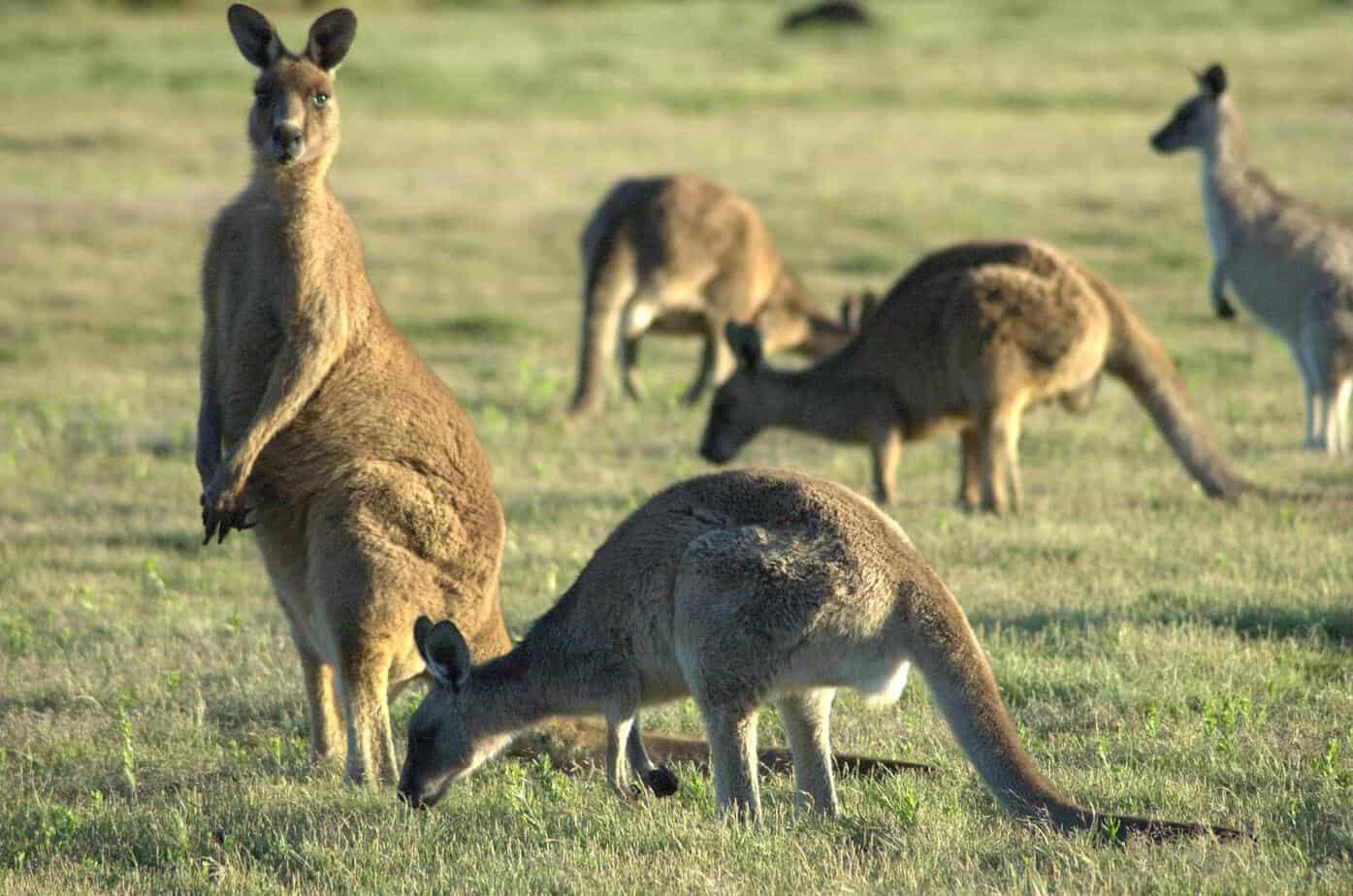Kangaroo Pet Dog Treats
