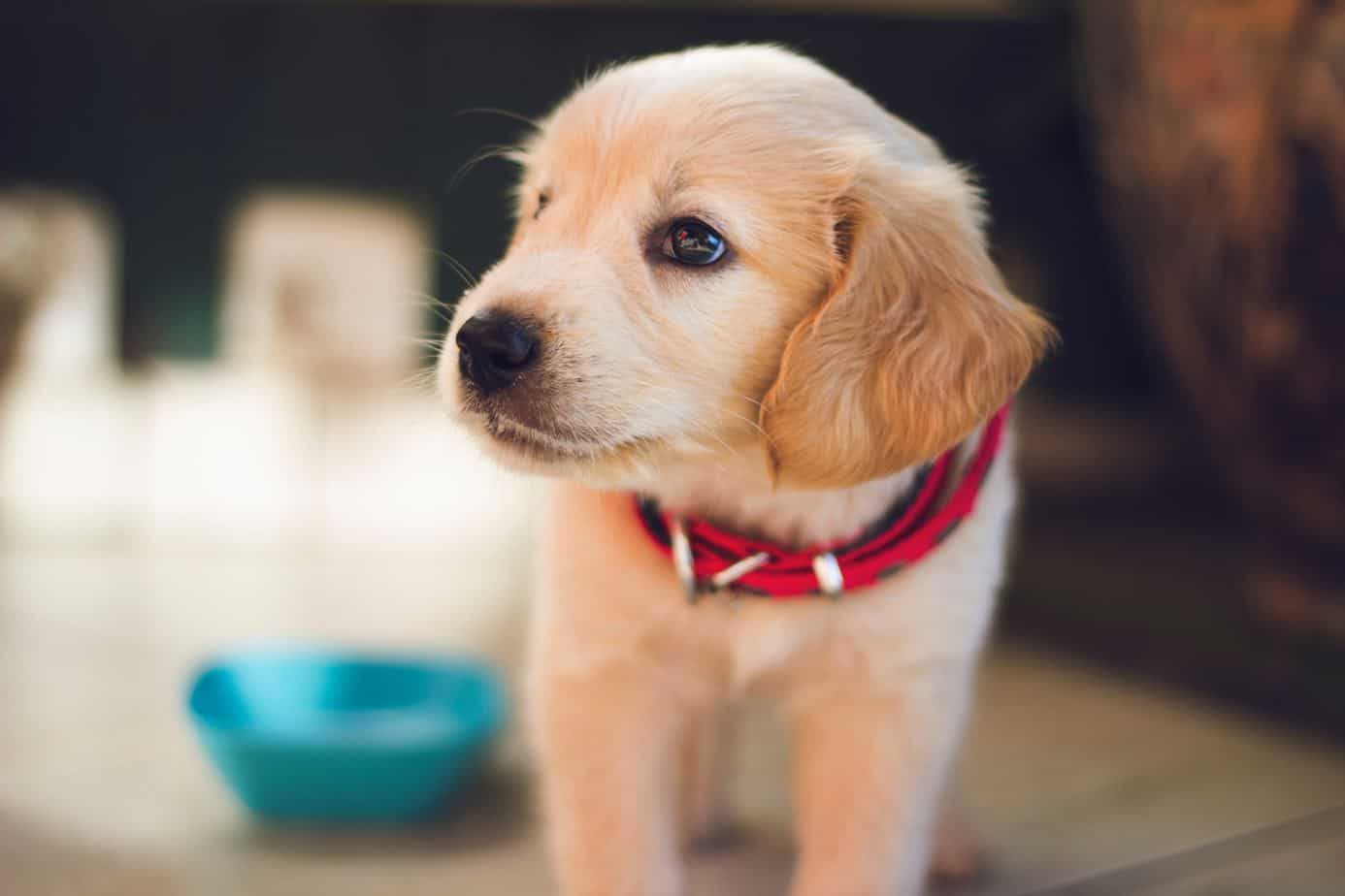 What Training Treats Are Best for a Puppy?