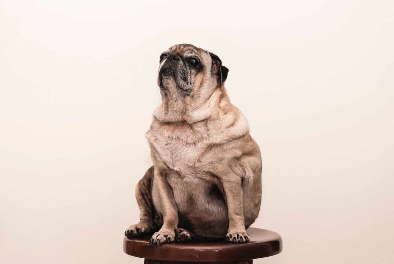 The Best Treats for Overweight Dogs