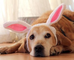 Involve your dog in Easter Fun